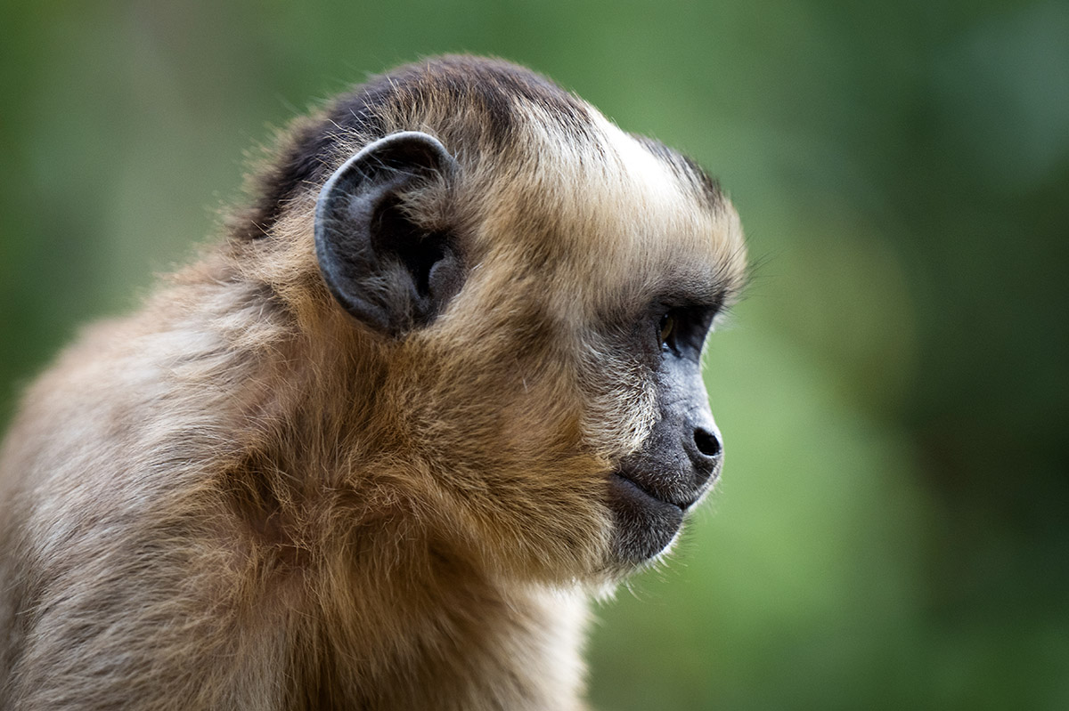 A rescued capuchin monkey at the sanctuary
