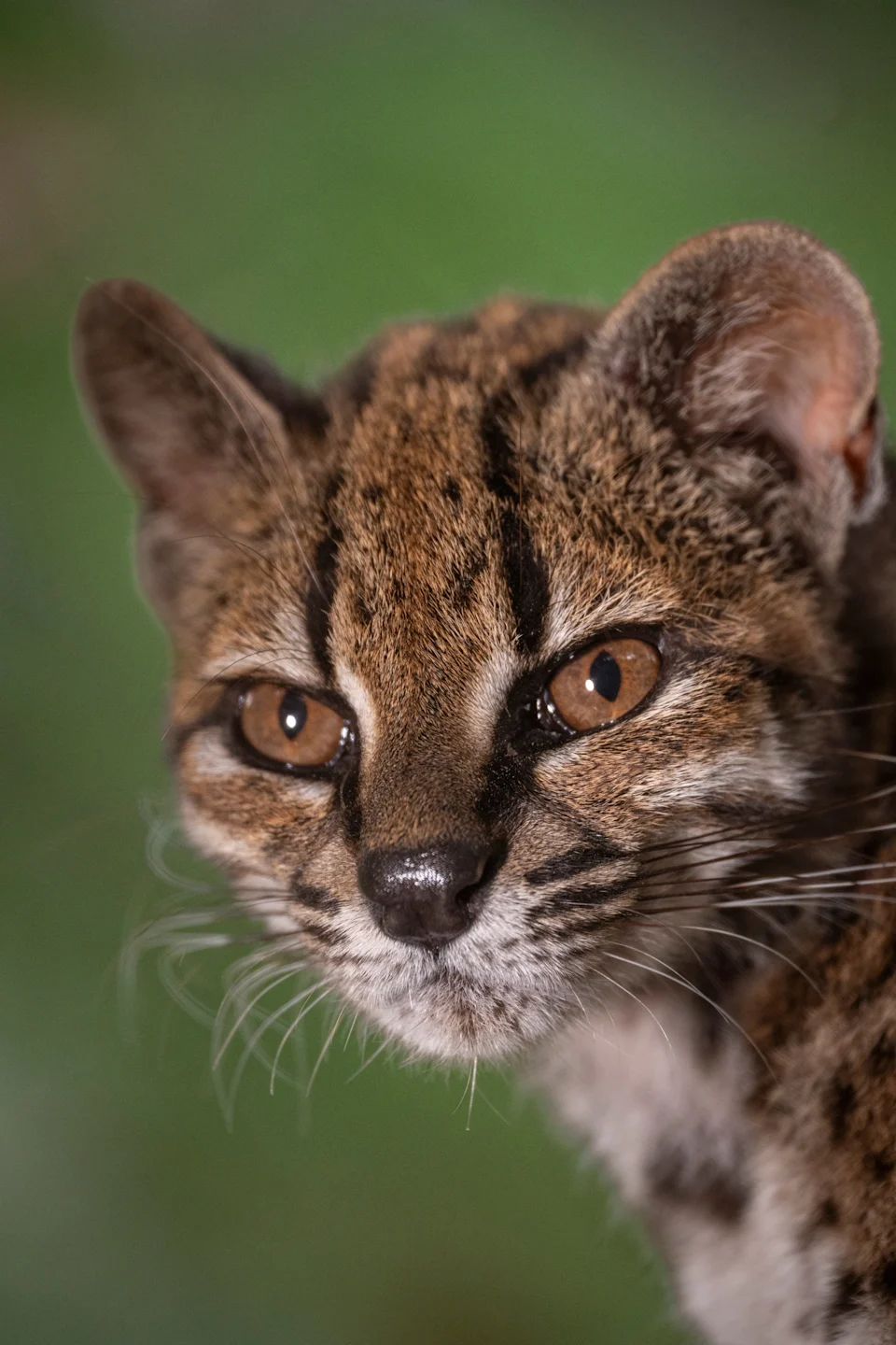 Close portrait of Tigrino