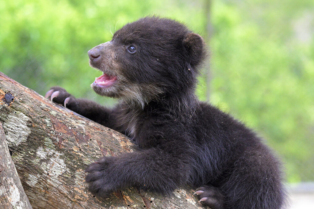 Thaky, a rescued animal at Senda Verde