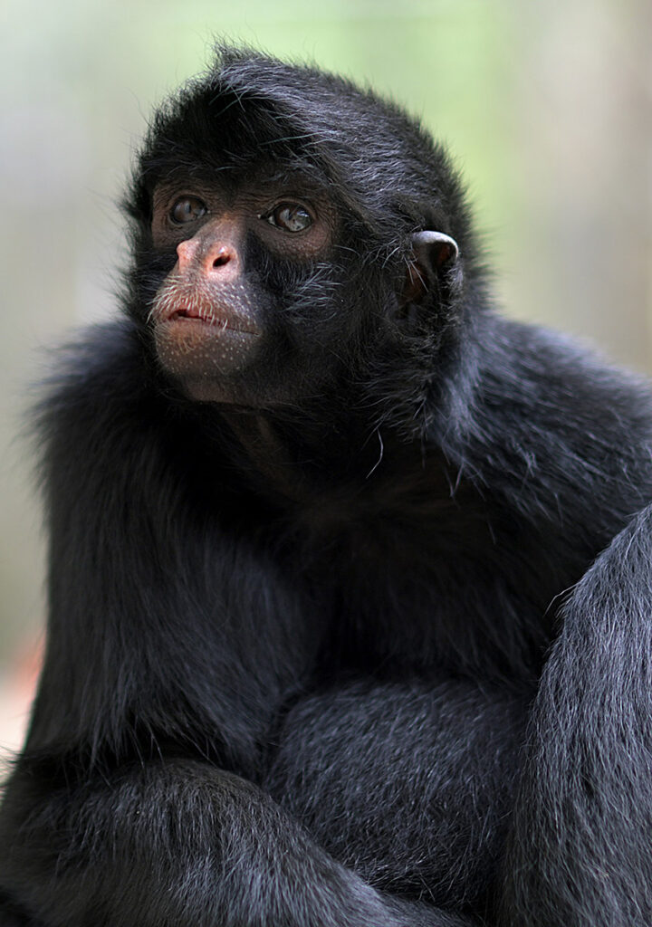 Kalua, a rescued bear at Senda Verde