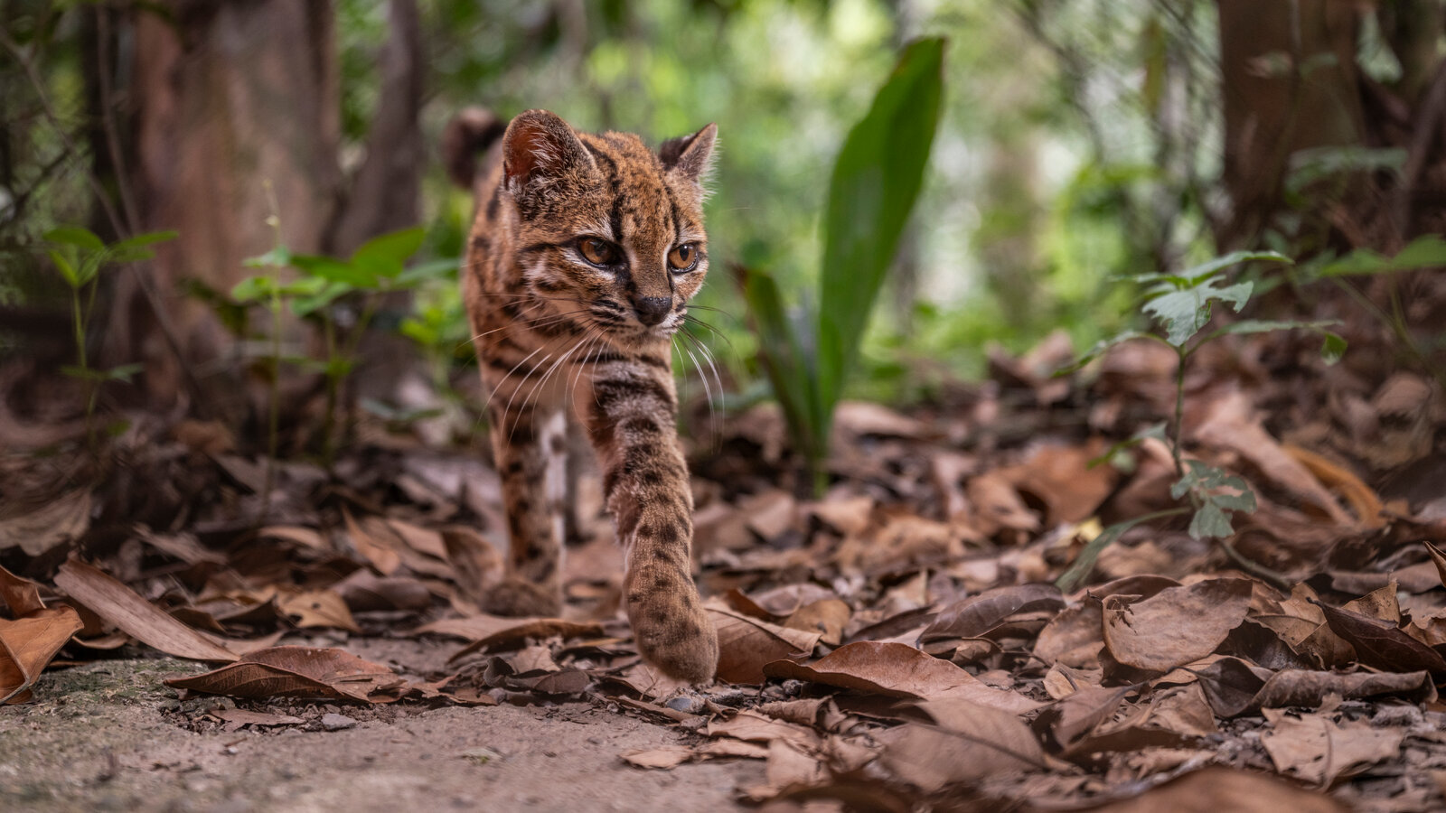 Tigrino walking across the forest floor