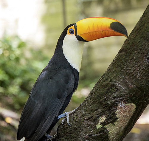 A rescued toucan at Senda Verde